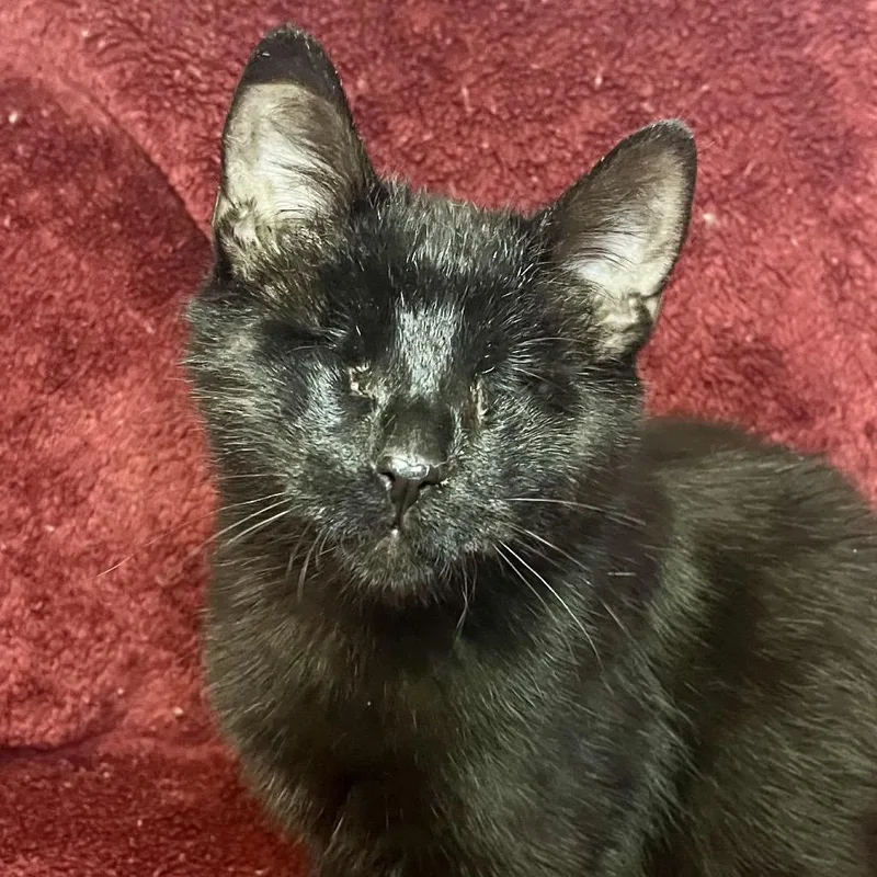 Fahrenheit thumbnail 5