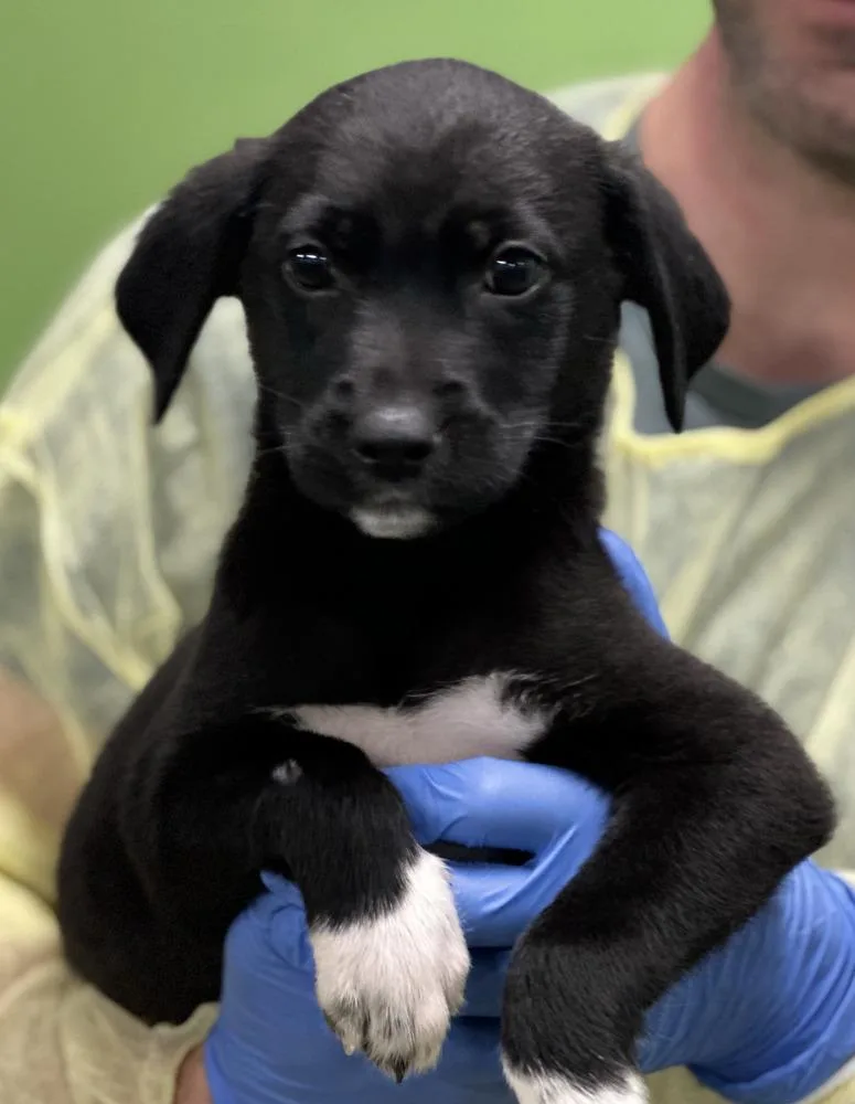 A baby medium-sized female Tricolor (Brown, Black, & White) Labrador Retriever dog named Salmon for adoption in Elmsford, NY
