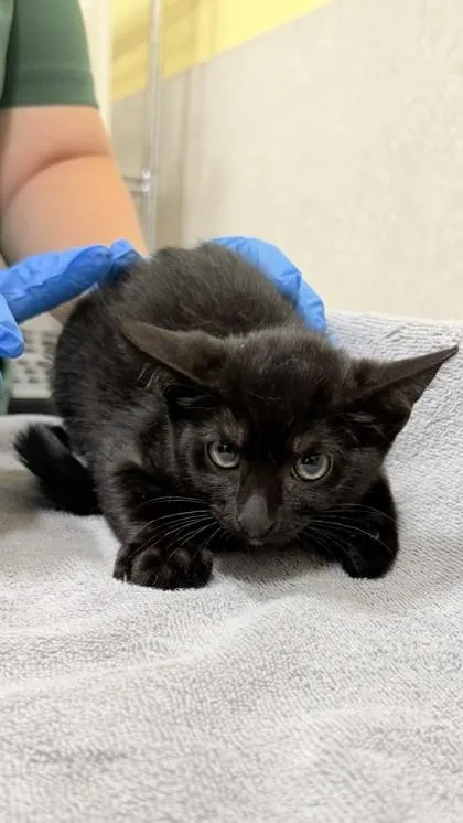 A baby medium-sized male Domestic Short Hair cat named Jerry for adoption in Honolulu, HI