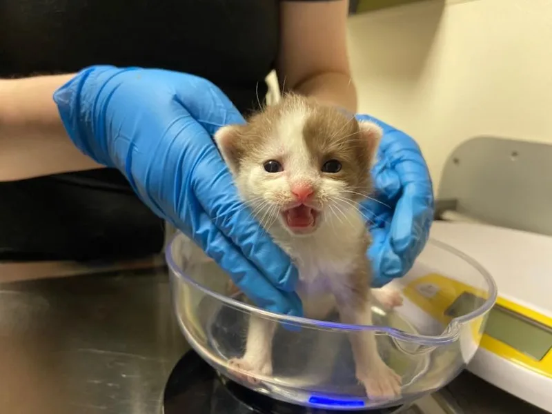 A baby small-sized female Domestic Short Hair cat named Scorpio for adoption in Chapel Hill, NC
