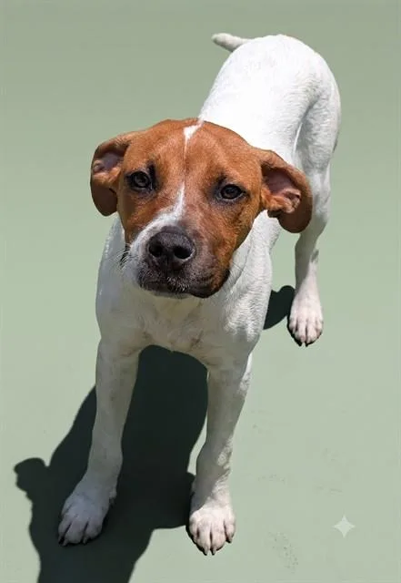 A young medium-sized male Mixed Breed dog named Sandler for adoption in Jacksonville, FL