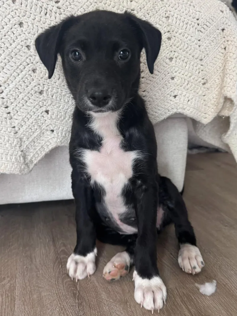 A baby medium-sized female Black Labrador Retriever dog named Stormy for adoption in Calera, AL