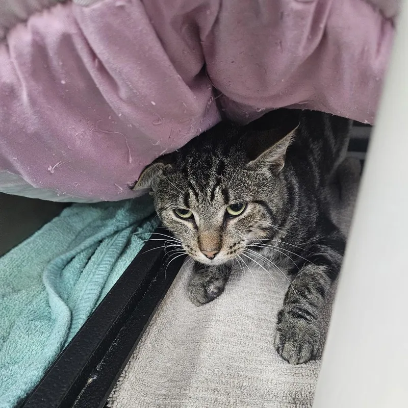 An adult large-sized male Domestic Short Hair cat named Spirit for adoption in Ridgely, MD