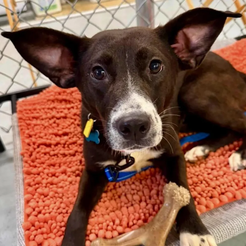 A young medium-sized female Black Labrador Retriever dog named Ivy for adoption in Middleburg Heights , OH