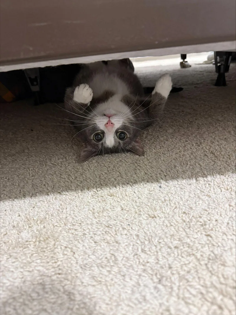 An adult large-sized male Gray & White Domestic Short Hair cat named Chase for adoption in Herndon, VA