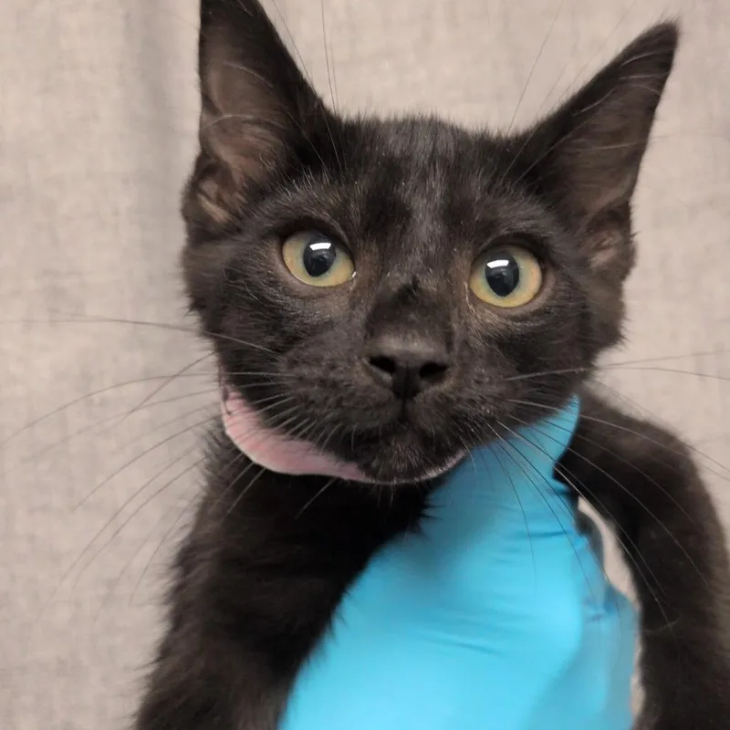 A baby small-sized female Black Domestic Short Hair cat named Retrograde for adoption in Hattiesburg, MS