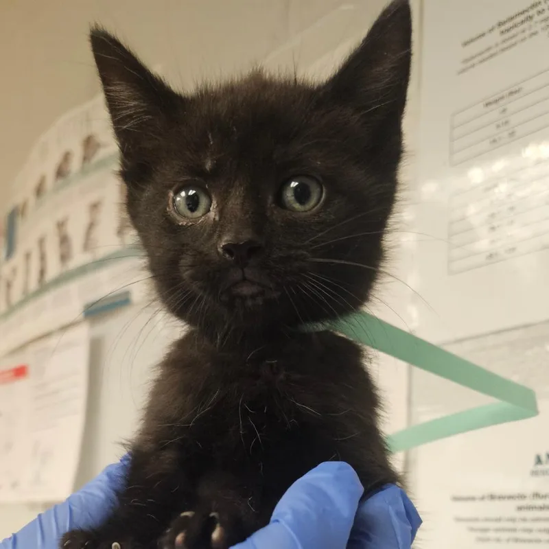 A baby small-sized male Black Domestic Short Hair cat named Nike for adoption in Birdsboro, PA