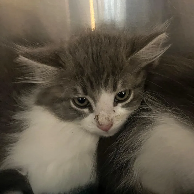A baby small-sized male Gray / Blue / Silver Domestic Medium Hair cat named Coconut for adoption in Belleville, IL