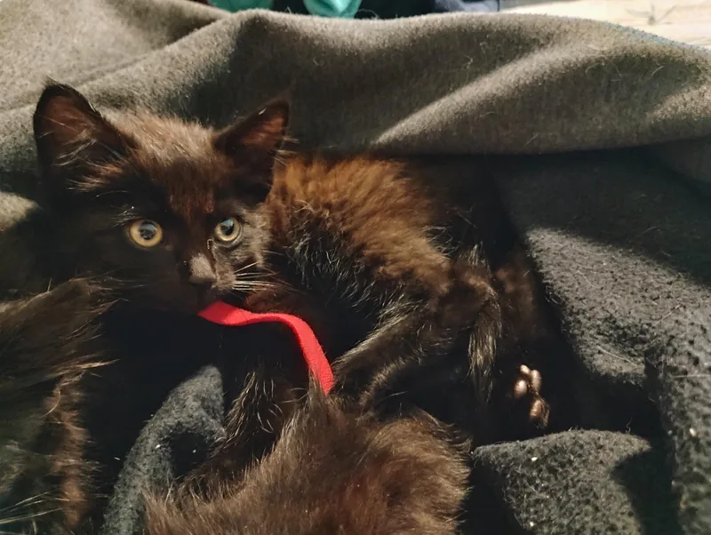 A baby medium-sized male Black Domestic Short Hair cat named Heatwave for adoption in Fruit Heights, UT