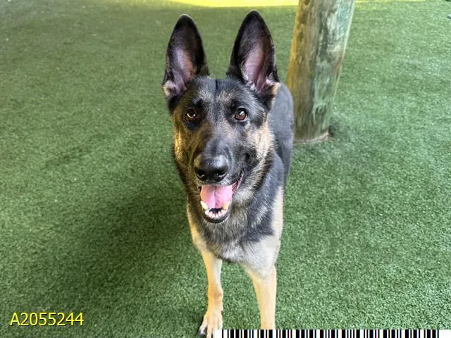 An adult large-sized female Mixed Breed dog named Mercedes for adoption in West Palm Beach, FL