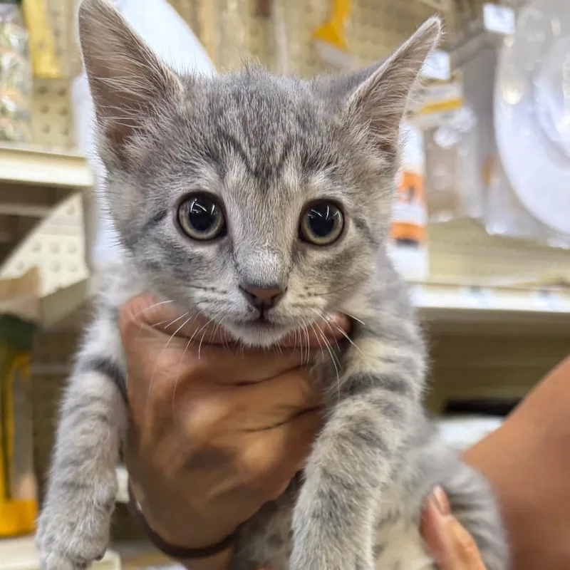 A baby small-sized female Gray / Blue / Silver Domestic Short Hair cat named Baby for adoption in Monroe, MI