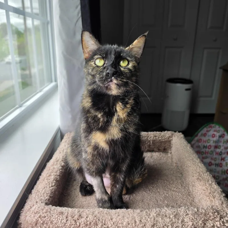 An adult medium-sized female Domestic Short Hair cat named Minnie for adoption in Hershey, PA
