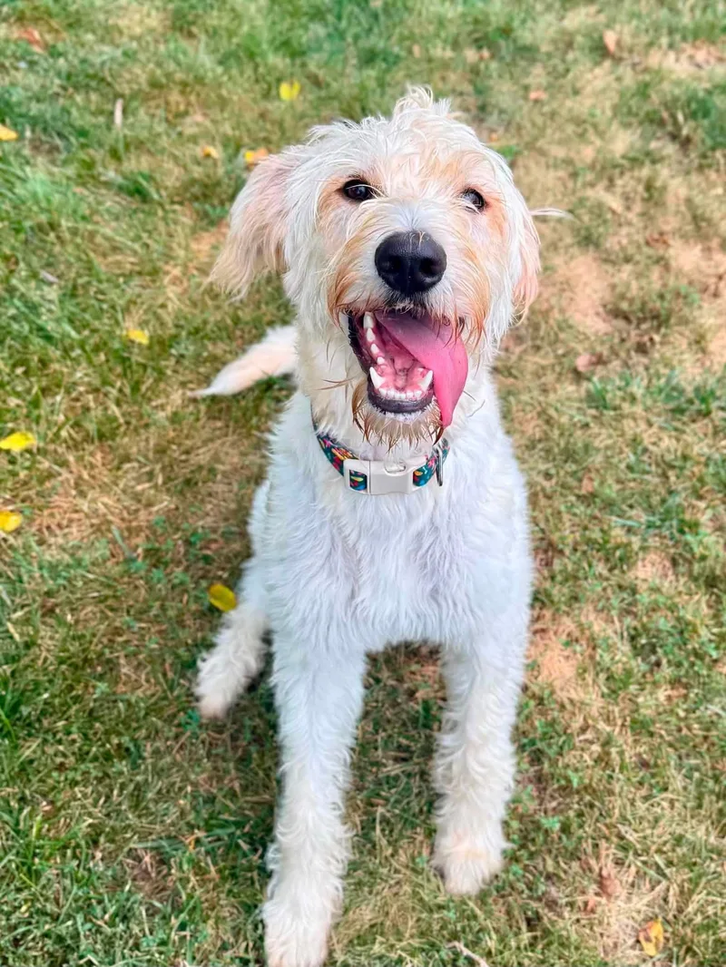 A young large-sized female Standard Poodle dog named Pinecone for adoption in Salisbury, MD