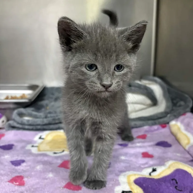 A baby small-sized male Gray / Blue / Silver Domestic Short Hair cat named Pebble for adoption in Beaumont, TX