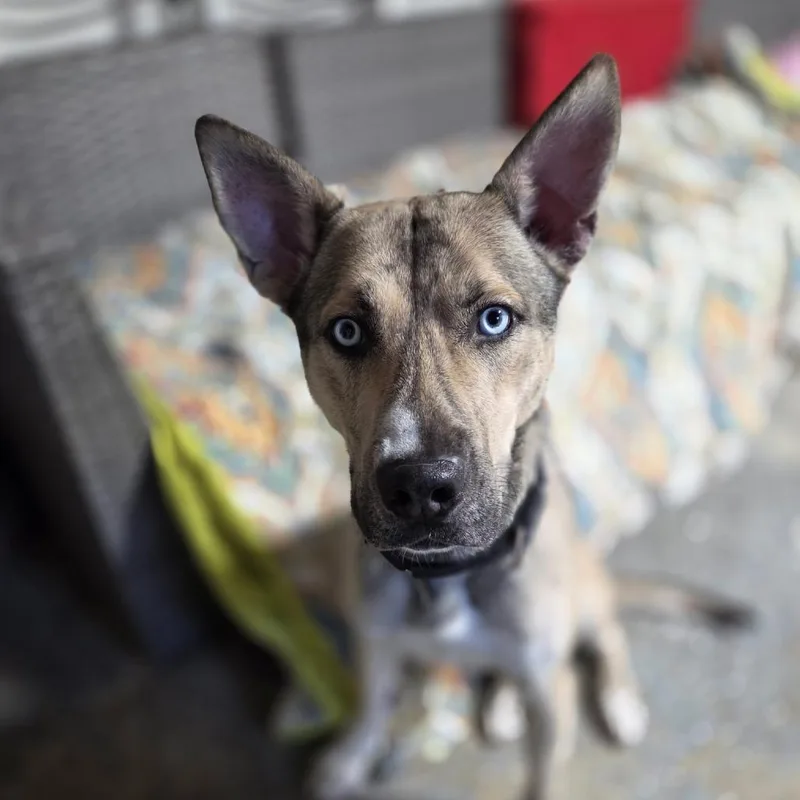 An adult medium-sized male Brindle Husky dog named Wally for adoption in Weimar, CA