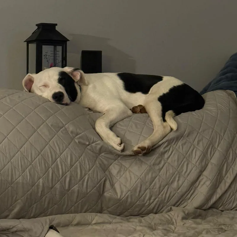 A young medium-sized male White / Cream Border Collie dog named Tommy for adoption in St. Charles, MO