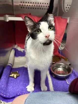 An adult small-sized female Black Domestic Short Hair cat named Jaz for adoption in Kansas City, MO