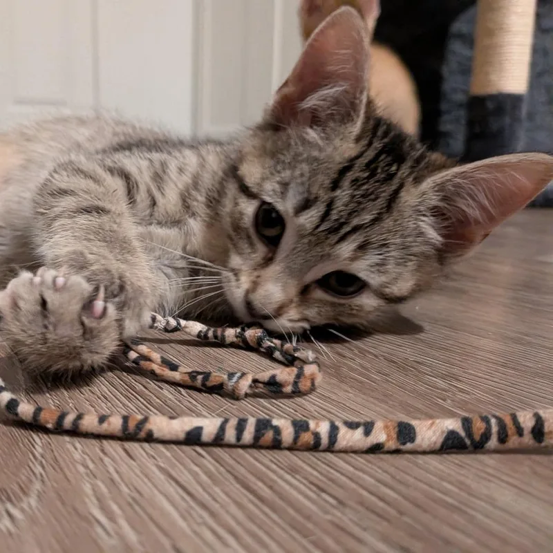 A baby small-sized female Domestic Short Hair cat named Misty for adoption in Cumming, GA