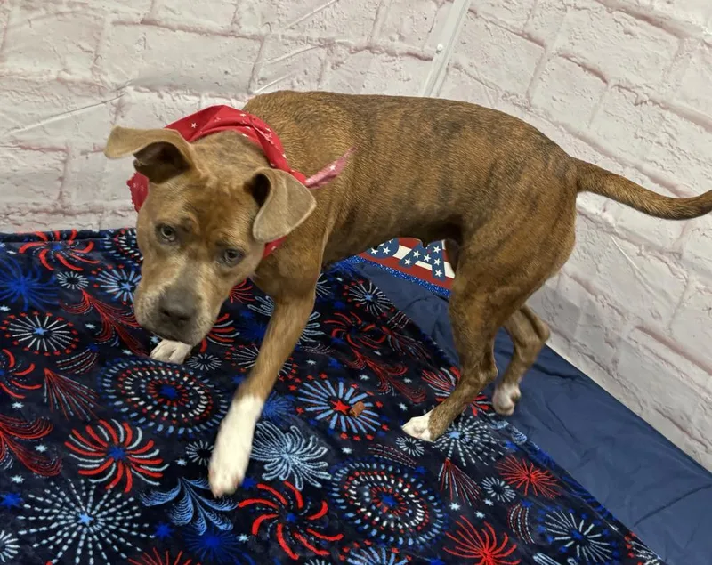 A young medium-sized female Mixed Breed dog named June for adoption in Detroit, MI
