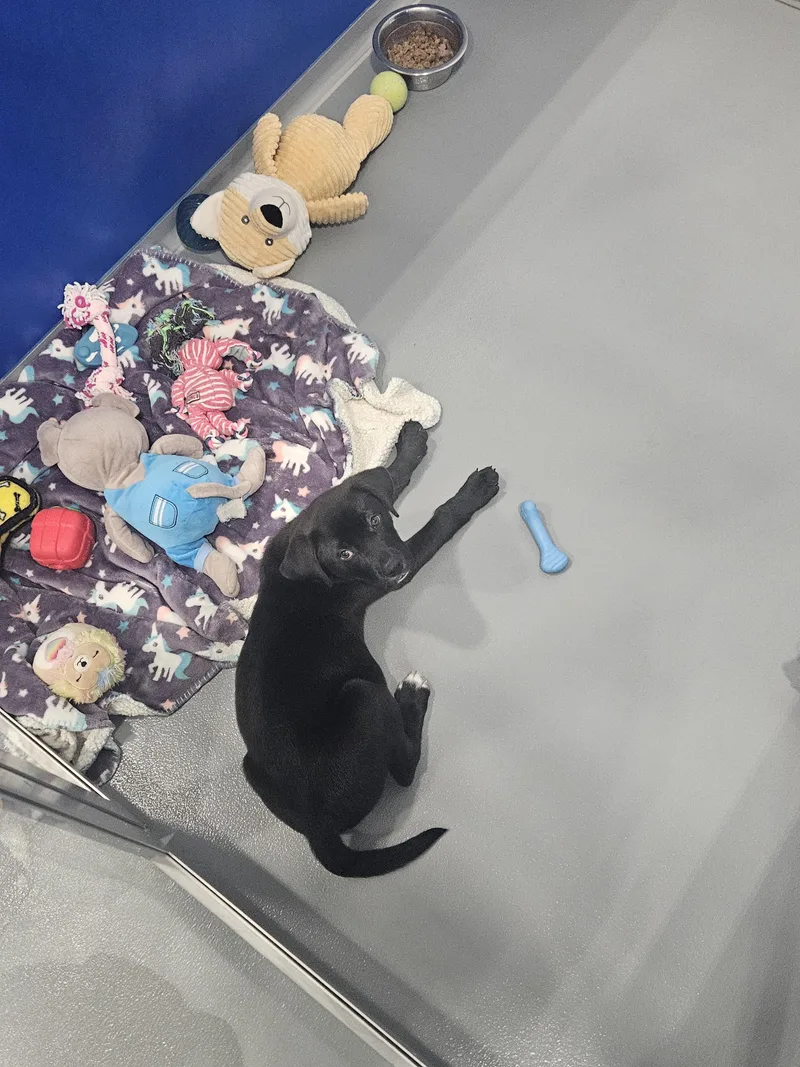 A baby large-sized male Black Labrador Retriever dog named Toby for adoption in Kalamazoo, MI