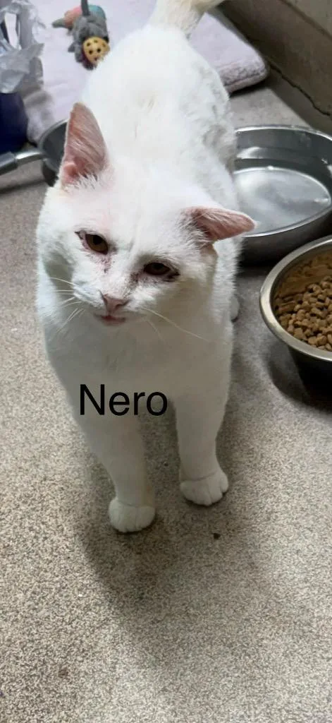 An adult large-sized male Domestic Short Hair cat named Nero for adoption in Plattsburgh, NY