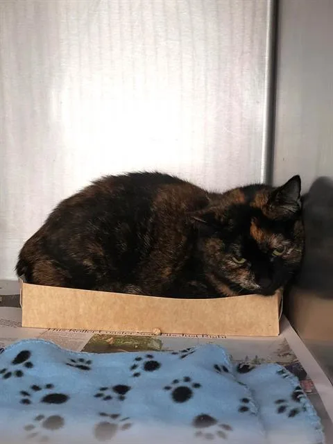 An adult large-sized female Domestic Short Hair cat named Ember for adoption in Charlotte, NC
