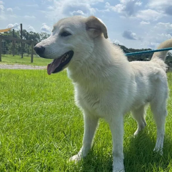 A young large-sized male White / Cream Great Pyrenees dog named Newton for adoption in Briarcliff Manor, NY