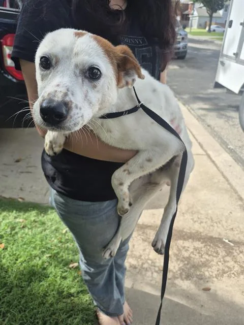 A young medium-sized male Terrier dog named Socks for adoption in San Antonio, TX