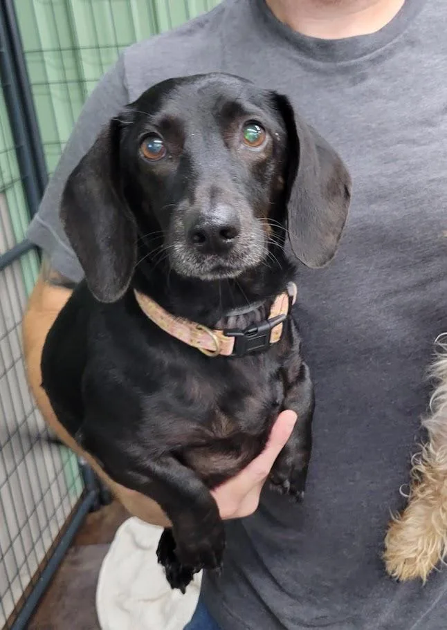 An adult small-sized female Black Dachshund dog named Slinky for adoption in Lisbon, OH