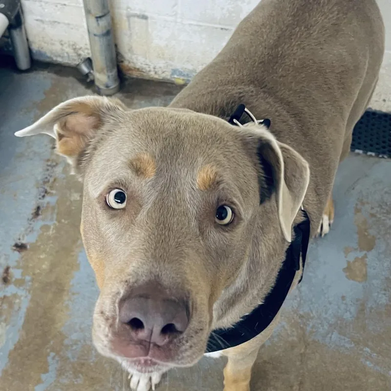 An adult large-sized male Mixed Breed dog named Tobias for adoption in Duncan, OK