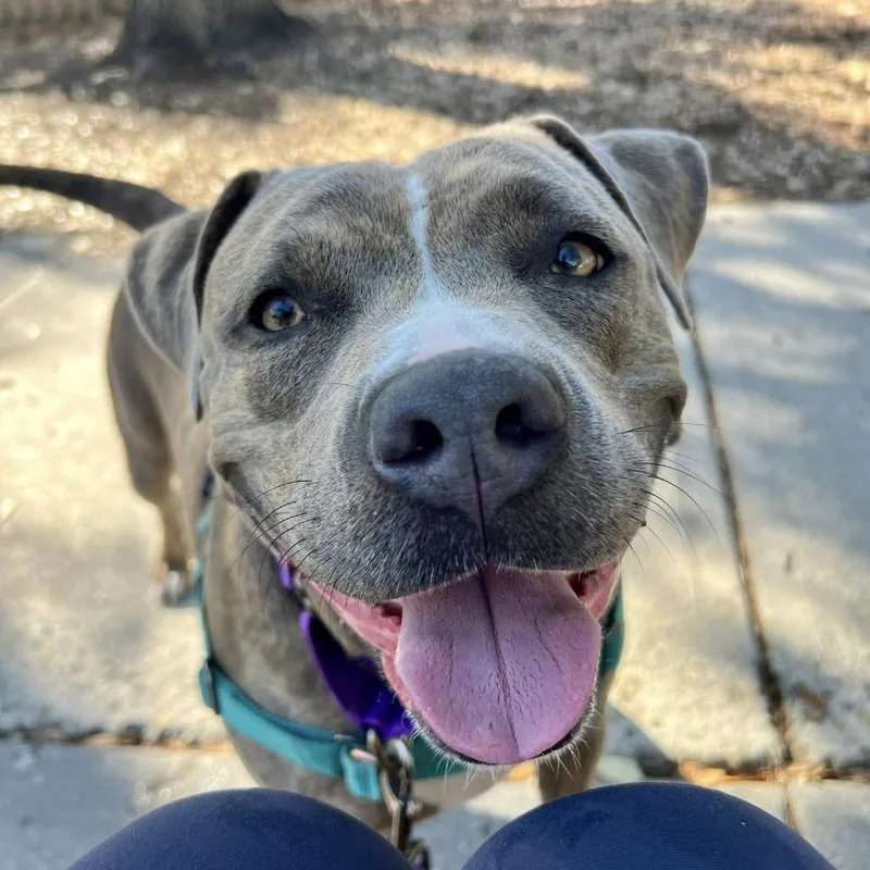 An adult large-sized female Brown / Chocolate Mixed Breed dog named Asia for adoption in Naples, FL