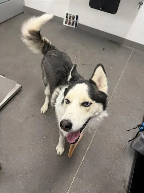 A young large-sized male Siberian Husky dog named Potato Chip for adoption in Mesa, AZ