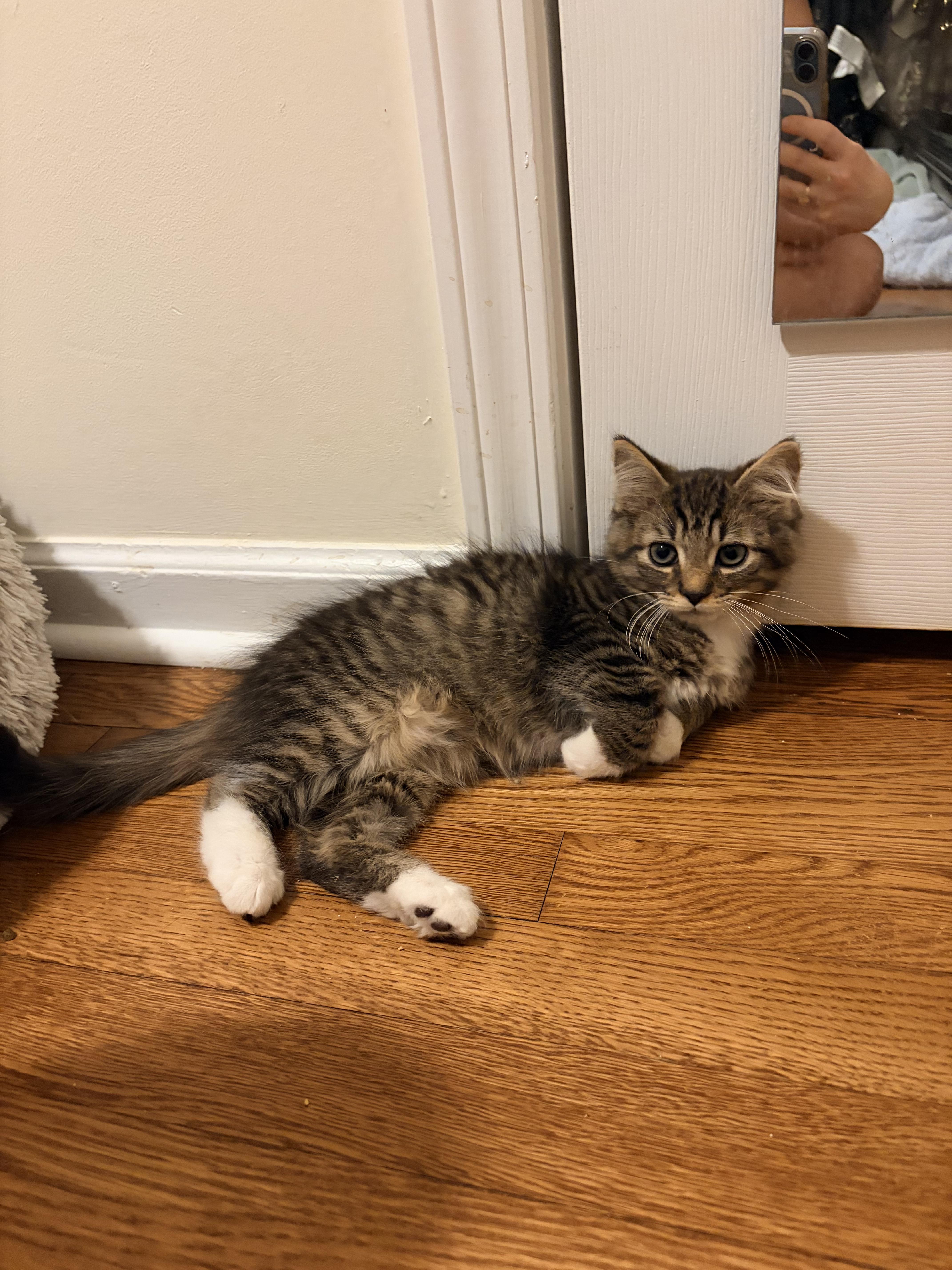 A baby small-sized male Domestic Medium Hair cat named Franco for adoption in Morganton, NC