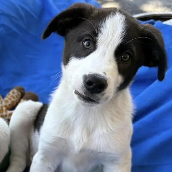 A baby medium-sized female White / Cream Mixed Breed dog named Baylee for adoption in Santa Rosa, CA