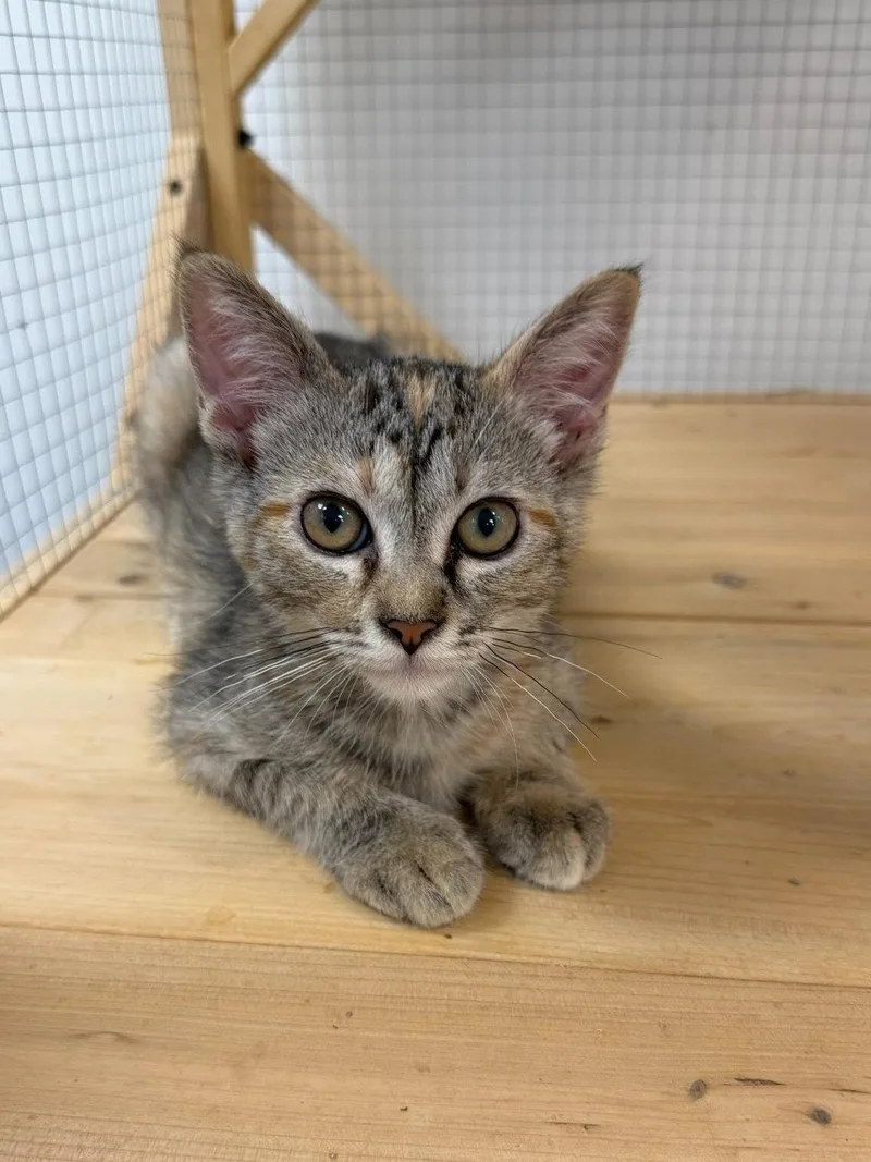 A baby small-sized female Domestic Short Hair cat named Halo for adoption in Mission Viejo, CA
