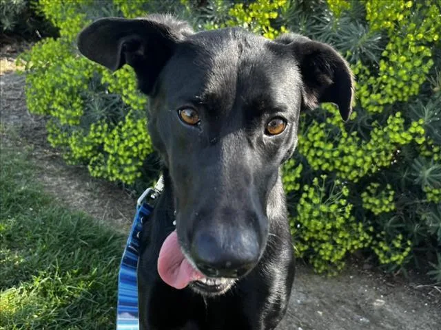 An adult large-sized female Labrador Retriever dog named Peggy for adoption in Martinez, CA