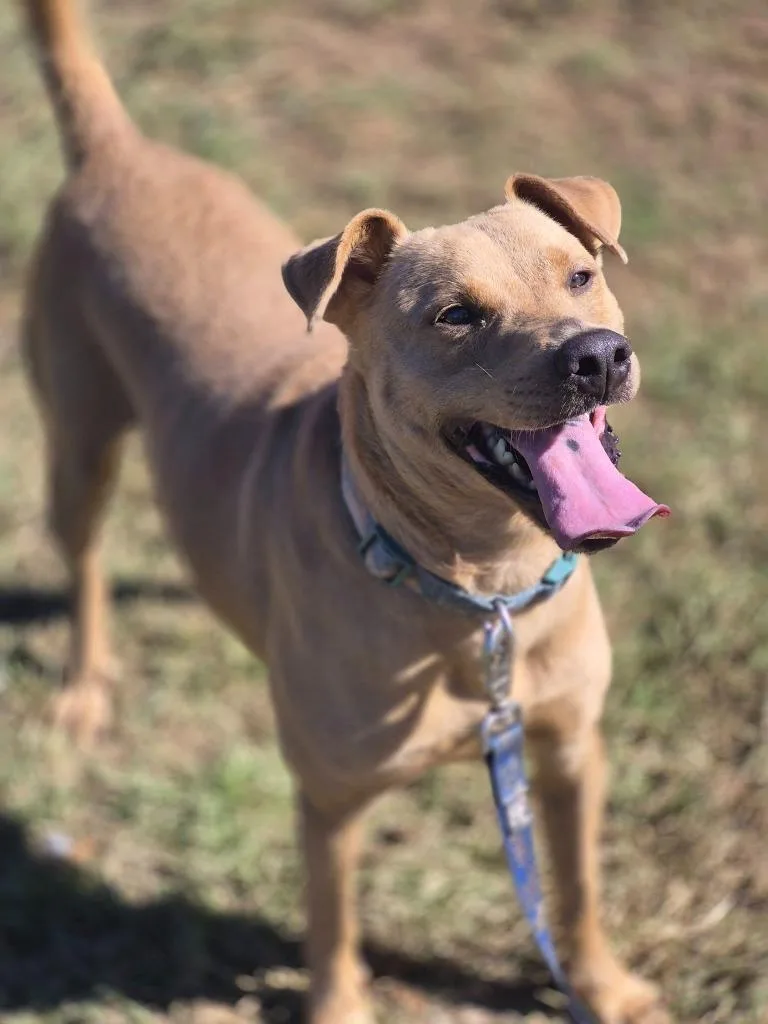 An adult medium-sized male Mixed Breed dog named Peanut buddy for adoption in Fond du Lac, WI