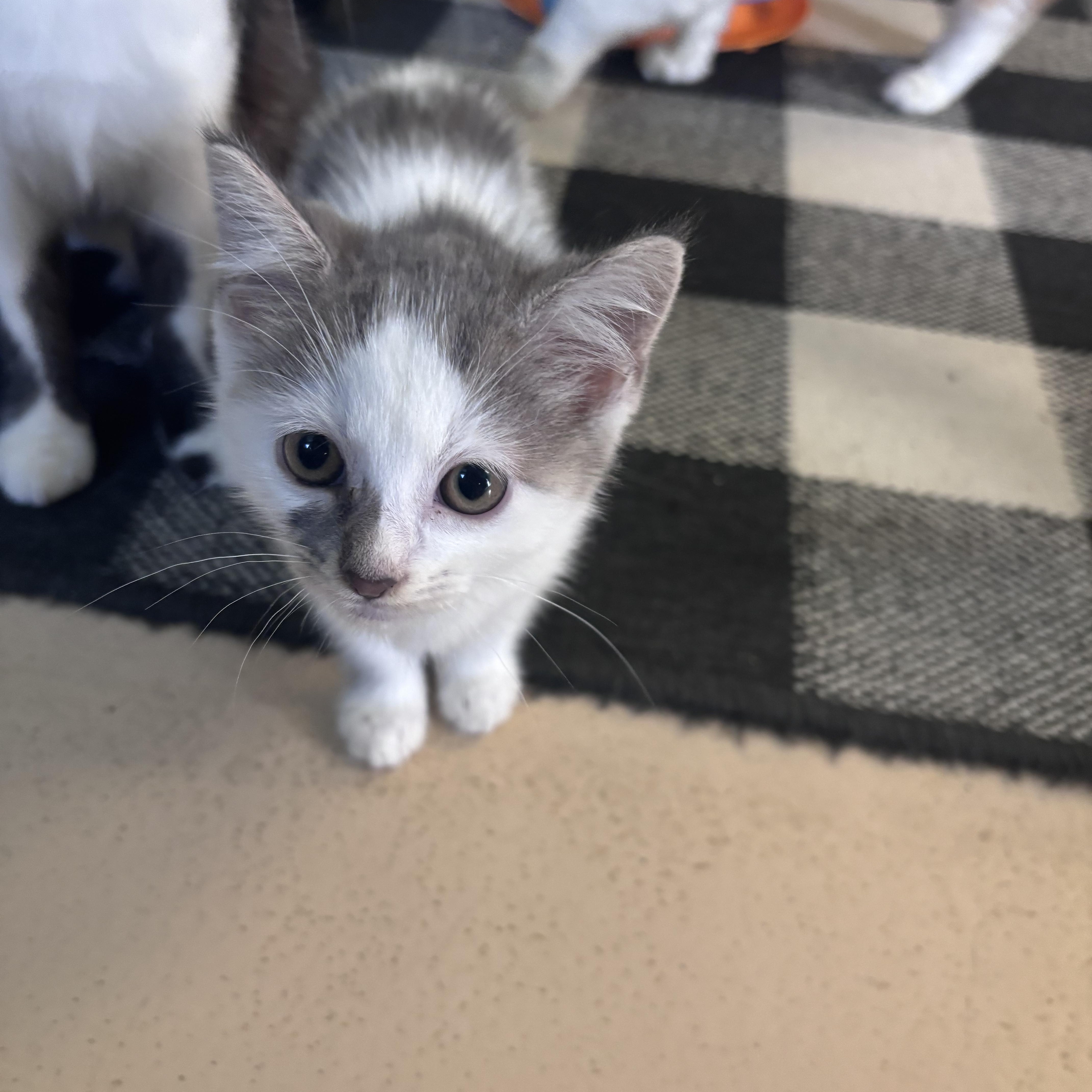 A baby small-sized male Gray & White Domestic Short Hair cat named Greyson for adoption in Franklin, IN