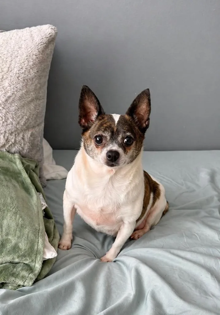An adult small-sized female Chihuahua dog named Story & Caspian for adoption in Princeton, MA
