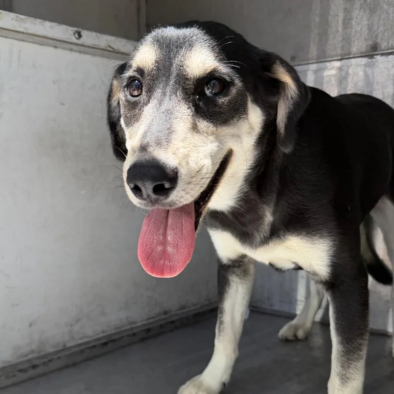A young medium-sized female Black Shepherd dog named Sherise for adoption in Edinburg, TX