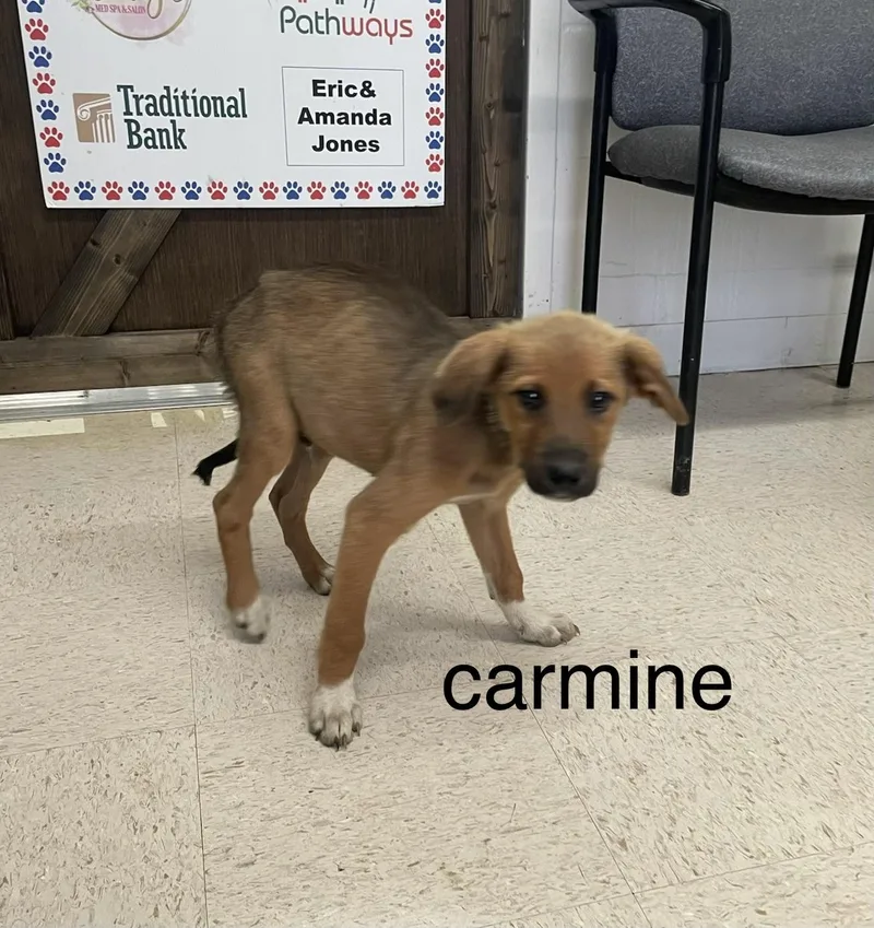 Carmine