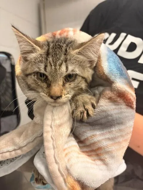 A young small-sized female Domestic Short Hair cat named June for adoption in Cincinnati, OH