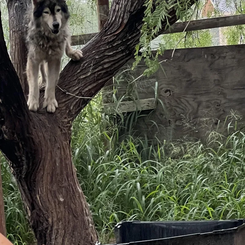 An adult large-sized male Siberian Husky dog named Lazarus for adoption in Washington Court House, OH