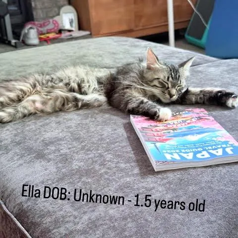 A young medium-sized female Brown / Chocolate Domestic Medium Hair cat named Ella C for adoption in Princeton, MN