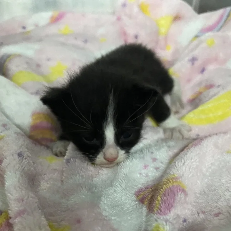 A baby small-sized male Black Domestic Short Hair cat named Fresier for adoption in Edwardsville, IL