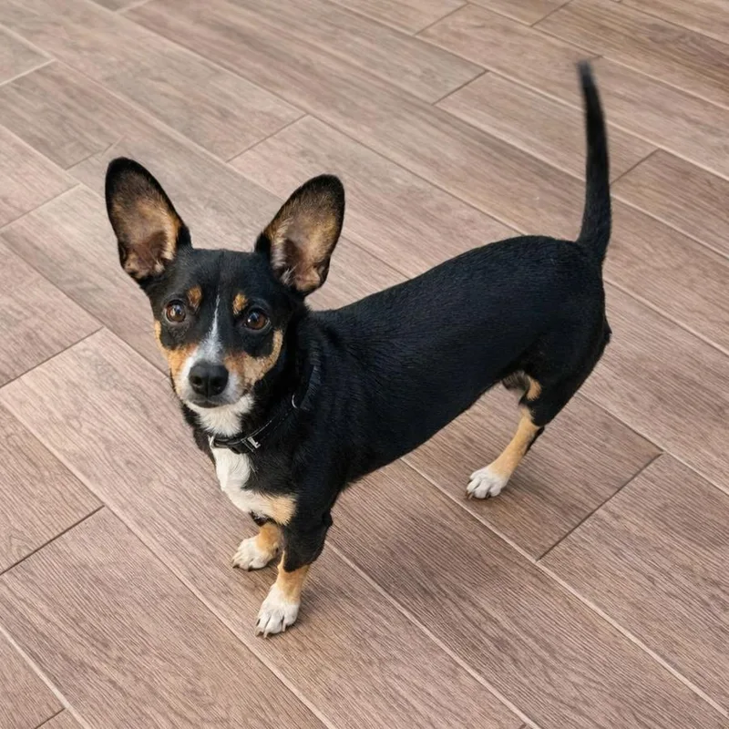 A young small-sized male Tricolor (Brown, Black, & White) Chihuahua dog named Ricky for adoption in Eustis, FL