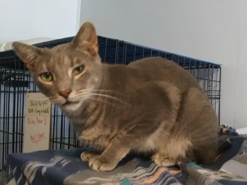 An adult medium-sized male Tabby (Gray / Blue / Silver) Domestic Short Hair cat named Robert for adoption in Port Wentworth, GA