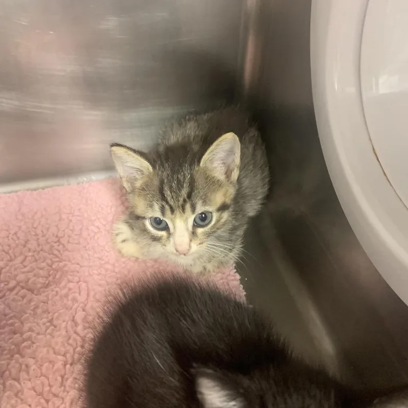 A baby small-sized male Brown / Chocolate Domestic Short Hair cat named Cody for adoption in West Palm Beach, FL