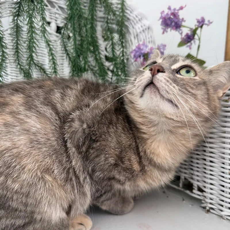 An adult medium-sized female Gray / Blue / Silver Domestic Short Hair cat named Standing Ovation for adoption in Eaton Rapids, MI