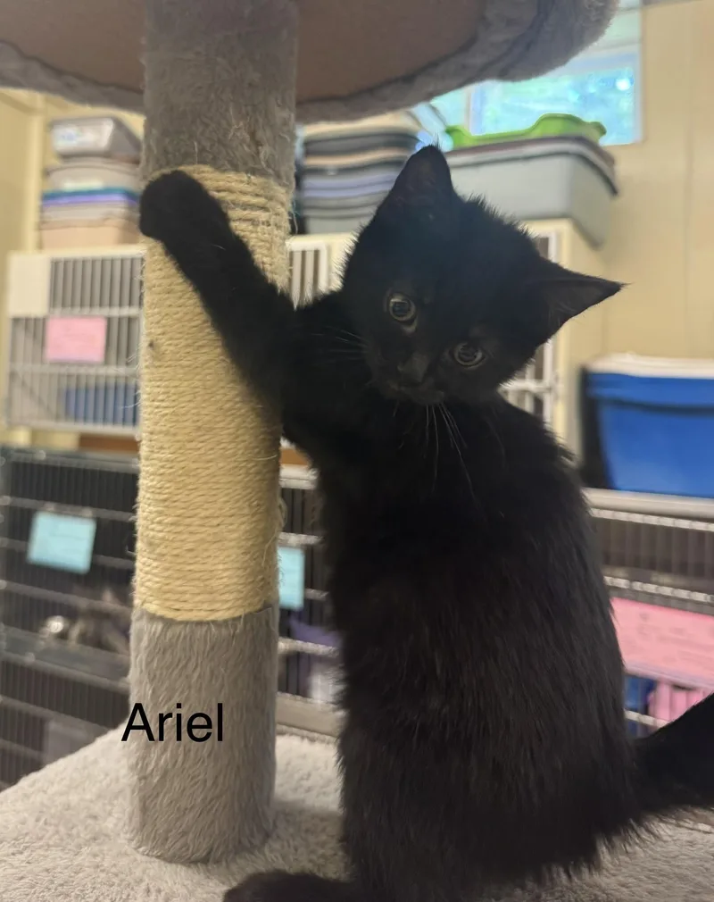 A baby medium-sized female Black Domestic Short Hair cat named Ariel for adoption in Ulster, PA